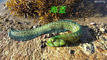 阿平赶海抓了一条鱼长得很像龙，之后还遇到了黑色的皮皮虾
