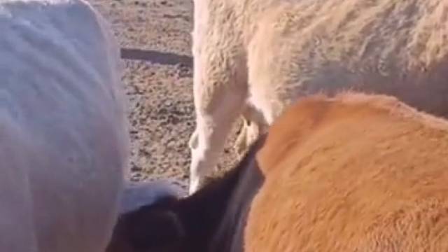 相互循环，它俩在沙漠能比骆驼强吗？