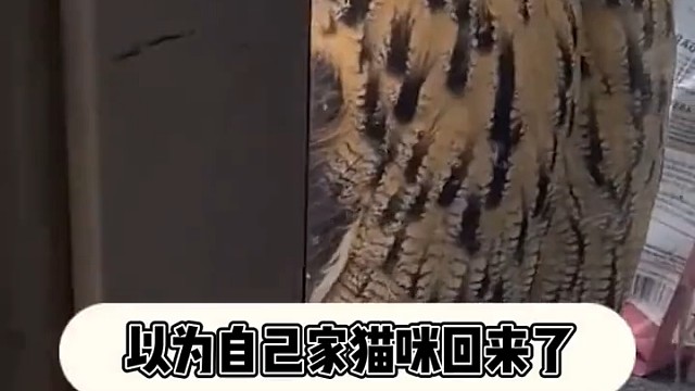 充满震惊的小眼神[泪奔][泪奔][泪奔]