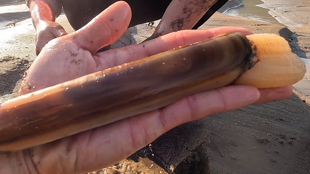 带网友赶海，手臂粗的蛏王抓半桶，拳头大的青蛾手都握不住