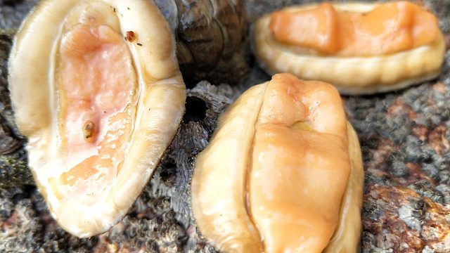 赶海5年第一次见，海边石头上爬满辣螺，30斤天黑都没捡完