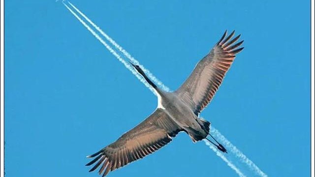 好可爱的动物们阿，如果我乱糟糟的生活也像它们一样多好阿