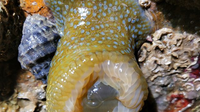 凌晨2点赶海，潮水退去留下大片珊瑚树，还有成片藤壶在排队