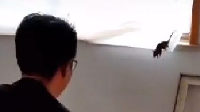 把老鼠拿捏的死死的