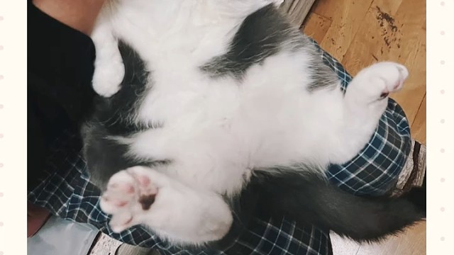 喂肉肉吃维生素