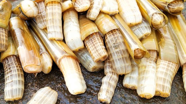 大潮水赶海，一包盐抓30个大蛏王，往洞里倒盐它就猛喷水