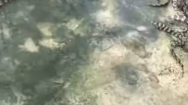 这小宠物猛不猛