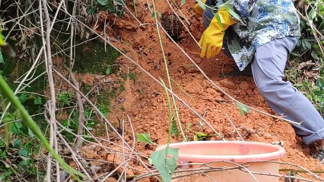 在荔枝岭农人管理果木发现#野生土蜜蜂窝#