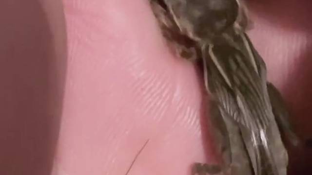 这是什么生物？