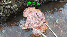 大海退潮后阿平来赶海抓了一条虎头鱼，还抓了红花蟹蟹和海参