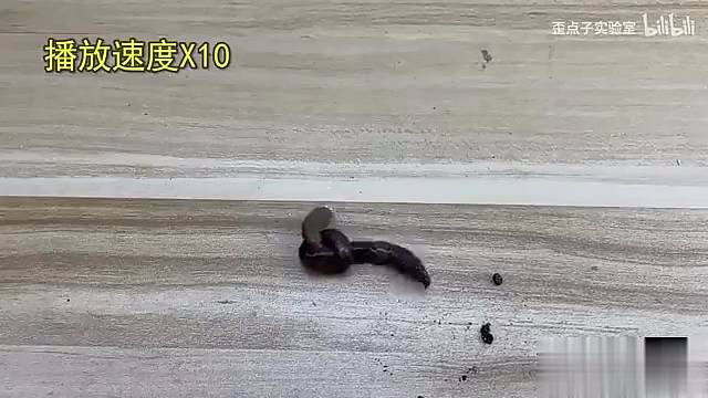 蚯蚓打结后能不能自己解开？