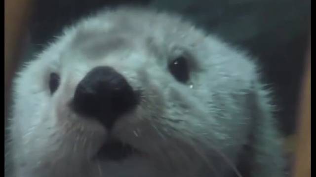 它好像哭鼻鼻了