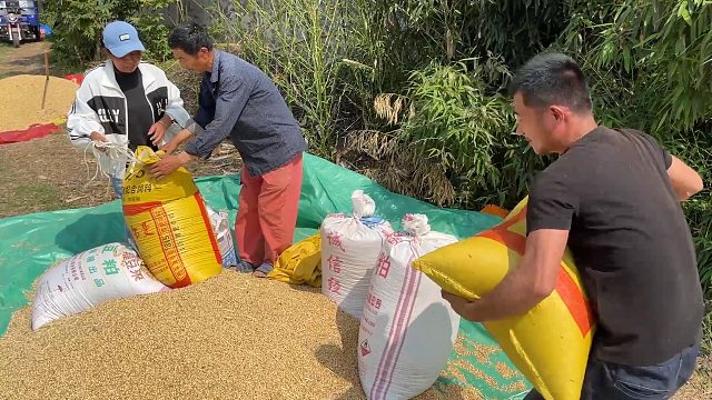 农忙季节：自家小麦收割了，一家人地里忙不停，丰收的感觉真好