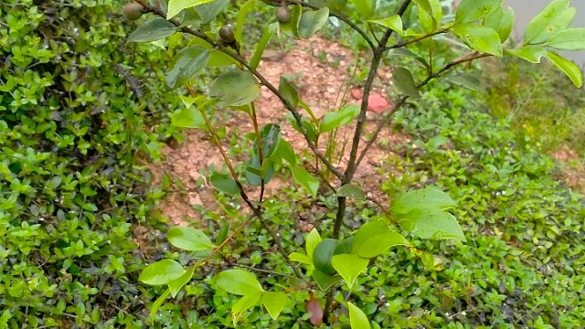 去年种的茶树都结了果