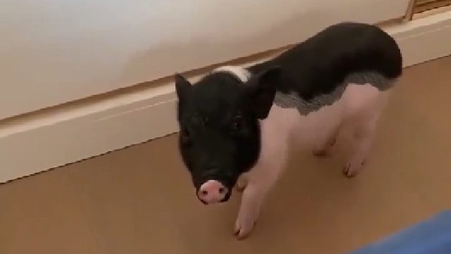 如果你感觉生活不如猪，请艾特一下另一半