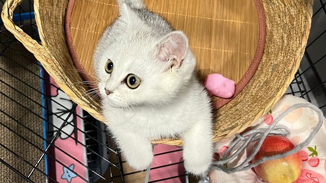 5月25号 与你屠龙第二届 （淘汰赛）