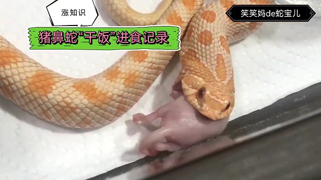 猪鼻蛇进食小冻鼠全过程