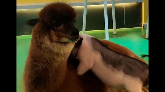 羊驼被小猪拱了