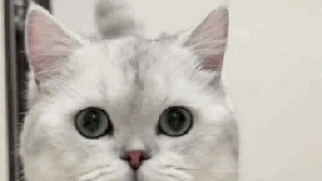 喜欢就好(❤ ω ❤)开心就好的直播-片段2