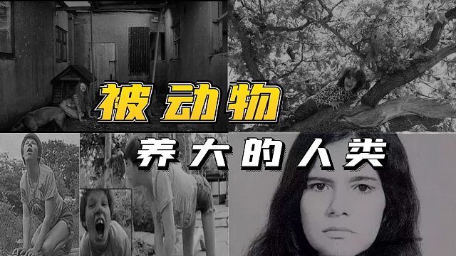 被动物们养大的孩子，是否还能回归人类？甚至还具备了动物的特殊能力