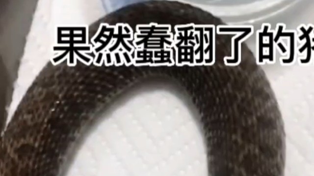 猪鼻蛇迷之行为蠢萌蠢萌惹人爱