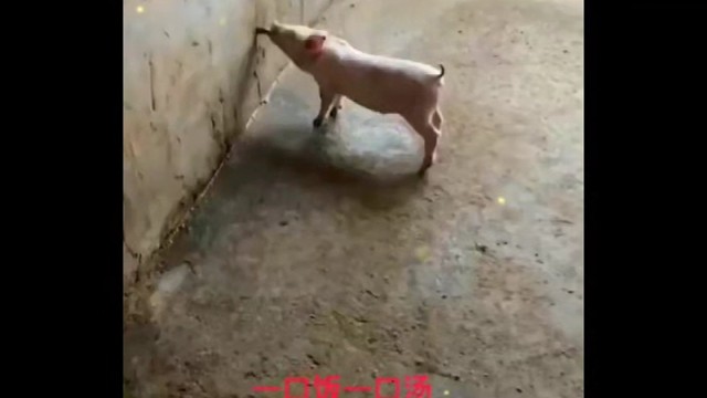 这头猪，给多少钱都不卖