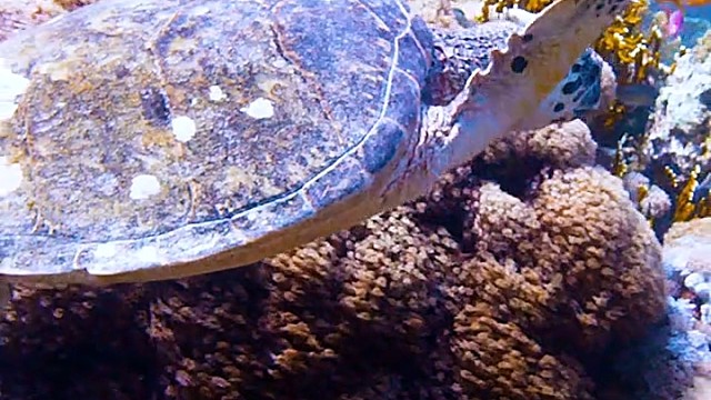 我的视频能否给您带来快乐？