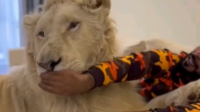 看眼神是只大猫