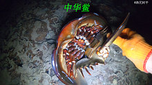 阿平赶海遇到了一只中华鲎，之后还收获了红花蟹和海狸鱼