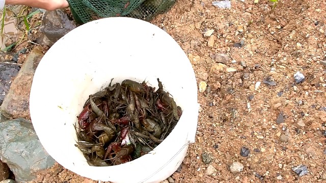 老杨跟老爸去抓龙虾去集市上卖，靓货多多分分钟钟被抢光