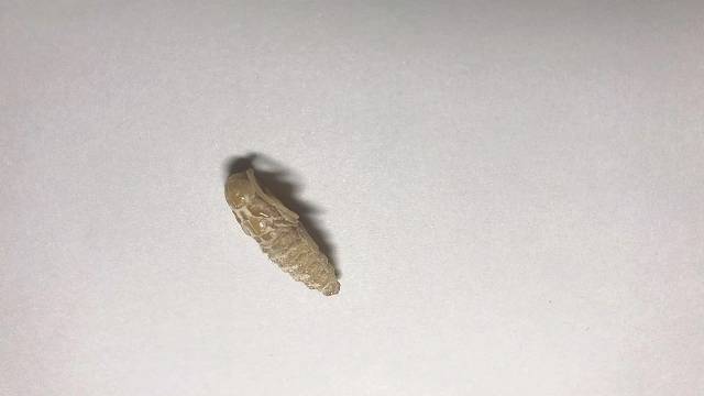 蛀木虫的成型前身天牛