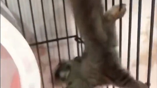 小老鼠快饿死了