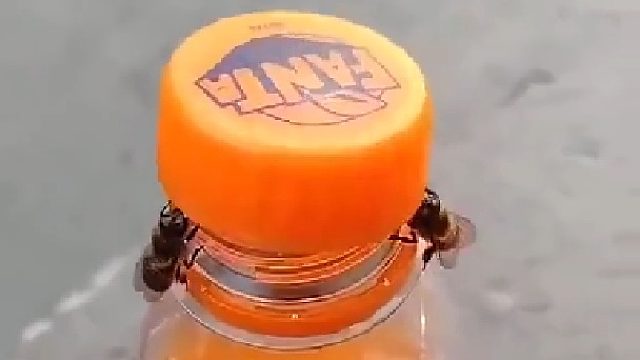 两只蜜蜂合伙拧开瓶盖，劲真大！