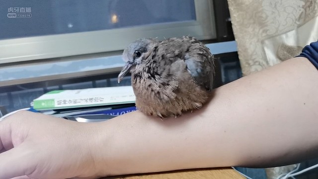 小斑鸠糯米粘人的功夫