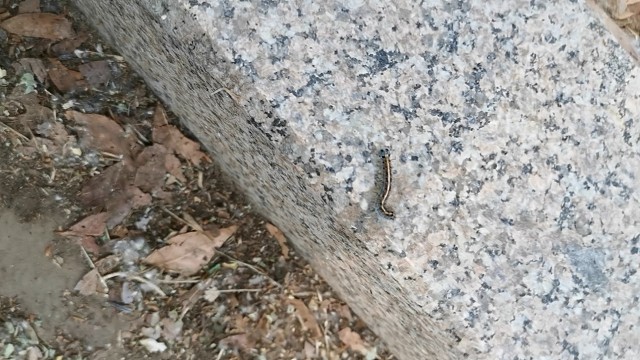 毛毛虫又出现了