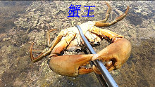 阿平赶海发现海菜里面有动静，拨开一看竟然是一只大青蟹在捕食