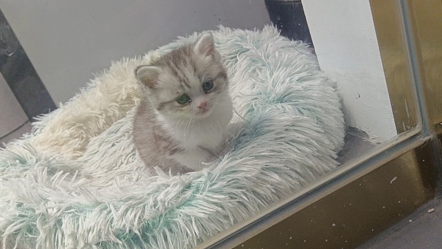 我家逆子的幼年形态