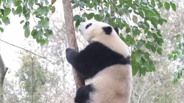 这才是功夫熊猫