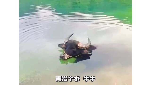 结局神反转，哈哈哈