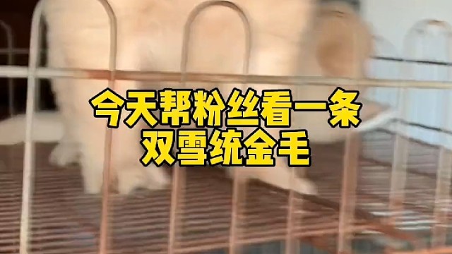 帮粉丝选只双血统小金毛