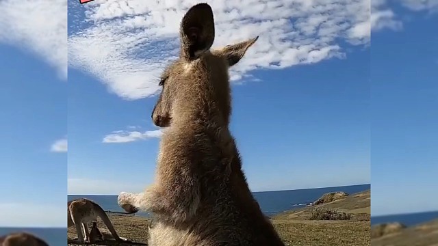 拉长耳朵，提高警觉，这才是真正的袋鼠摇一摇