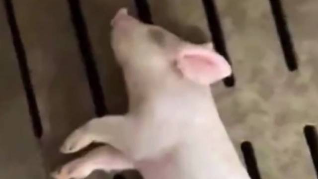 人们老说睡得跟死猪一样，原来是这样的样子！