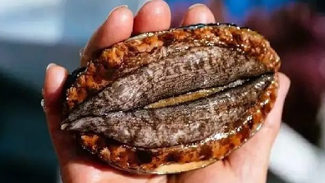 鲍鱼原来是这样走路的