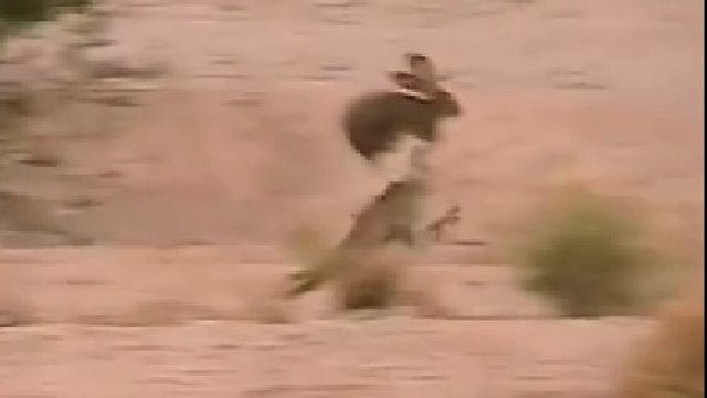 好一招兔子蹬鹰