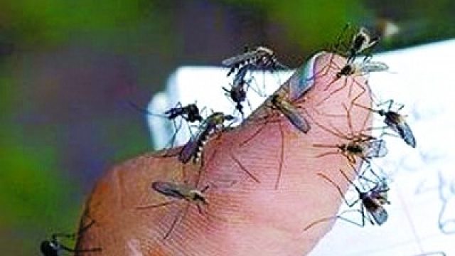 带个电蚊拍过去我能开心两小时