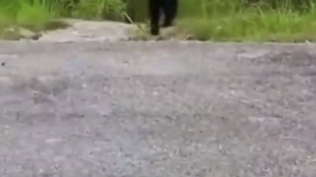 这成精了？过马路也会看两边绝了