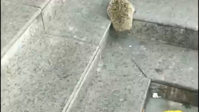 偶遇到一只被弃养的小可爱，问题是我也不敢养啊！