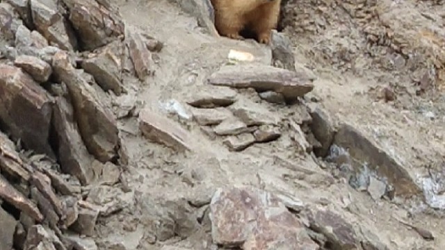 在塔县盘龙古道的山顶上偶遇土拨鼠一家。