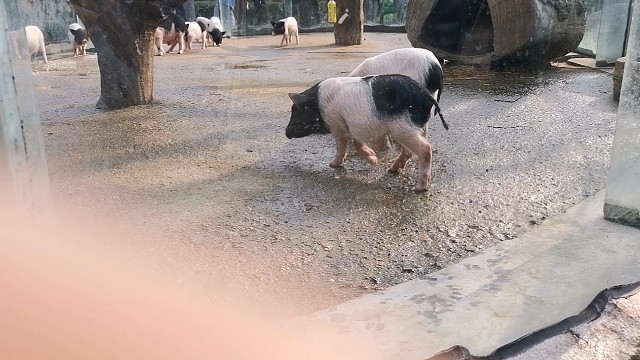 又是被猪猪治愈的一天