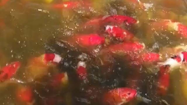 红白三色金龙银龙孔雀30到50公分